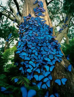bluebutterflies.jpg